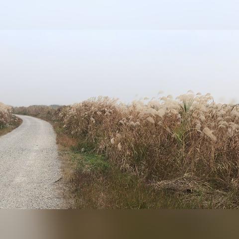 杭州湾湿地公园最新探索之旅