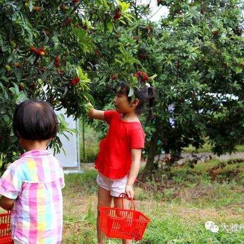 杨梅盛宴，杭州最新视频揭秘