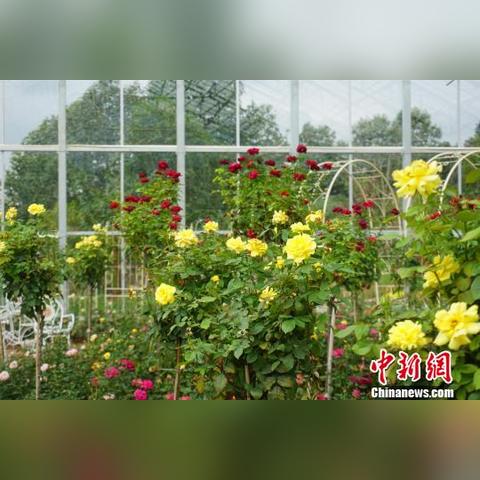 杭州西湖花园最新分布图解析