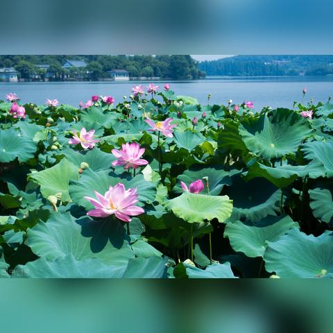 最新杭州西湖风景区图片——一幅幅美景，带你领略西湖的魅力