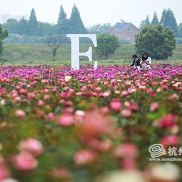 杭州富阳新沙岛规划最新进展与未来展望