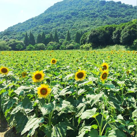 杭州八卦田的魅力——最新图片带你领略