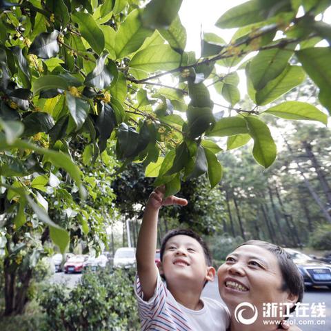 杭州首轮土拍最新消息，市场动态与未来展望